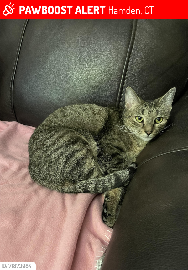Lost Female Cat last seen Pine Rock Ave/Blacy St, Hamden, CT 06514