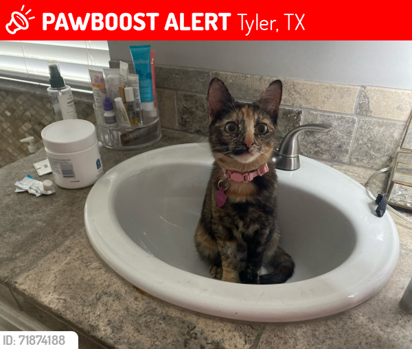 Lost Female Cat last seen Bostick Dr. , Tyler, TX 75707