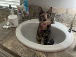 Lost Female Cat last seen Bostick Dr. , Tyler, TX 75707