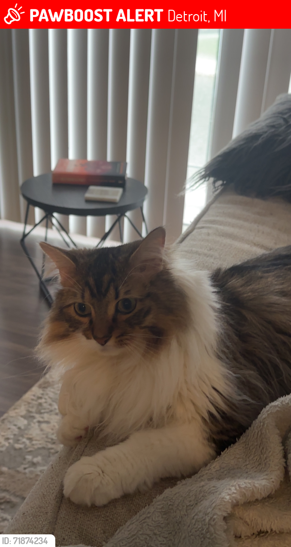 Lost Male Cat last seen Edward St and Clippert St Detroit, MI 48210, Detroit, MI 48210