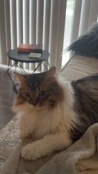 Lost Male Cat last seen Edward St and Clippert St Detroit, MI 48210, Detroit, MI 48210