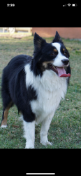 Lost Male Dog last seen Sugar Bush and Berry Hill Rd, Holiday, FL 34690
