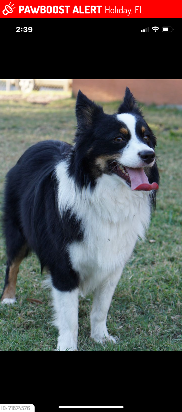 Lost Male Dog last seen Sugar Bush and Berry Hill Rd, Holiday, FL 34690