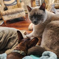 Lost Male Cat last seen Woodland dr, Halcyon, Arroyo Grande, CA 93420