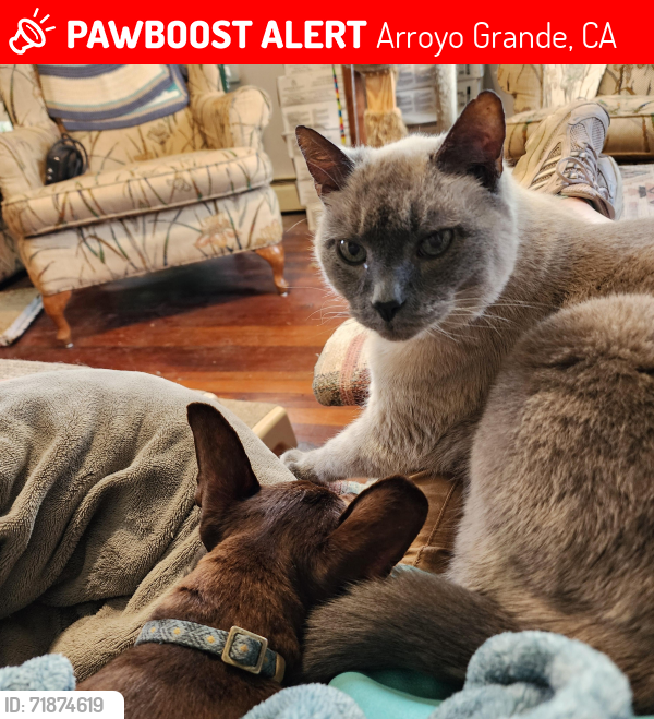 Lost Male Cat last seen Woodland dr, Halcyon, Arroyo Grande, CA 93420