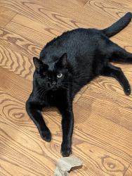Lost Female Cat last seen Braswell Drive and Blue Ridge Trail , Windsor, VA 23487