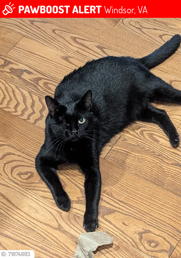 Lost Female Cat last seen Braswell Drive and Blue Ridge Trail , Windsor, VA 23487