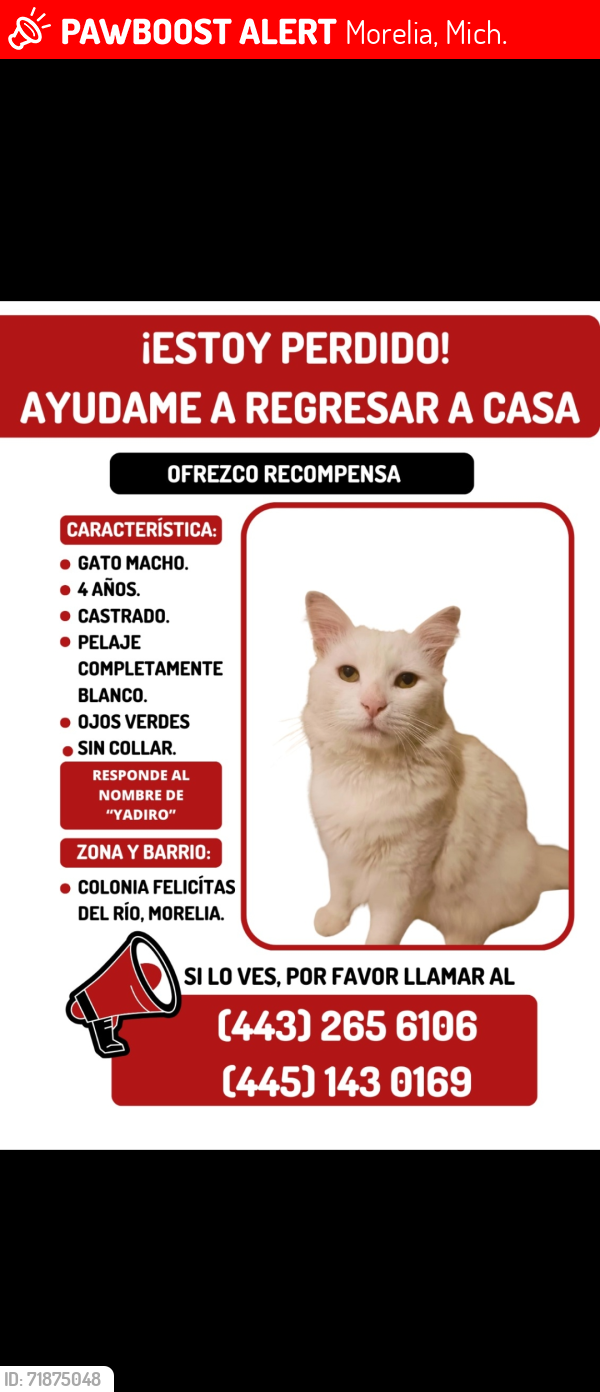 Lost Male Cat last seen Francisco j mujica , Morelia, Mich. 58040