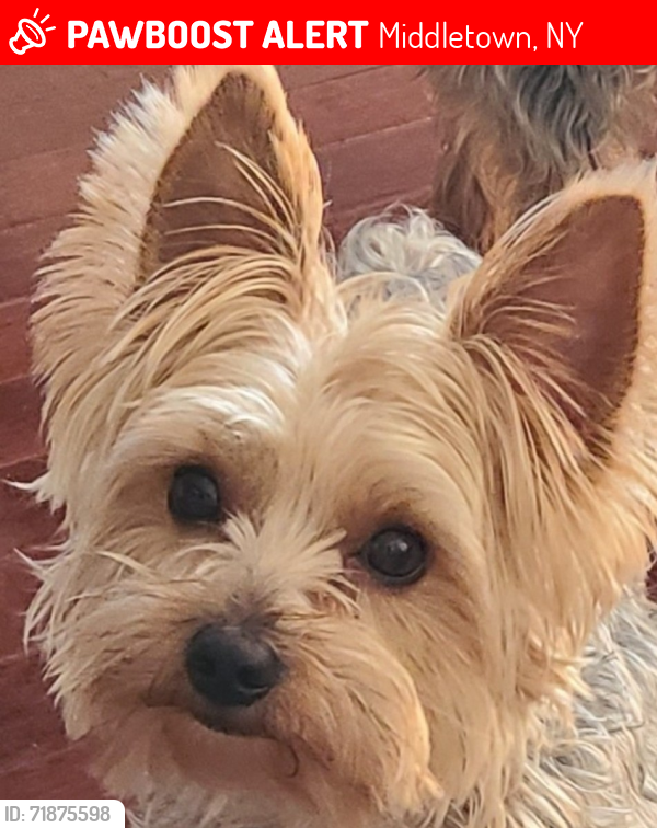 Lost Male Dog last seen Next to the NYS I84 overpass, Middletown, NY 10940
