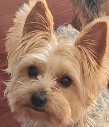 Lost Male Dog last seen Next to the NYS I84 overpass, Middletown, NY 10940