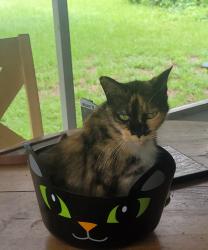 Lost Female Cat last seen Alma st and Griffen View dr, Lady Lake, FL 32159