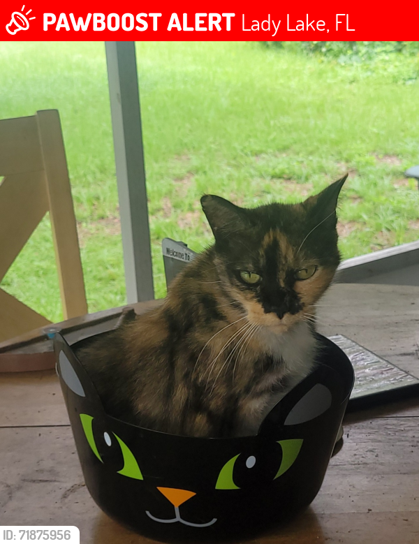 Lost Female Cat last seen Alma st and Griffen View dr, Lady Lake, FL 32159