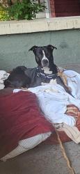 Lost Male Dog last seen Oak and Floyd or Floyd and Ormsby, Louisville, KY 40203