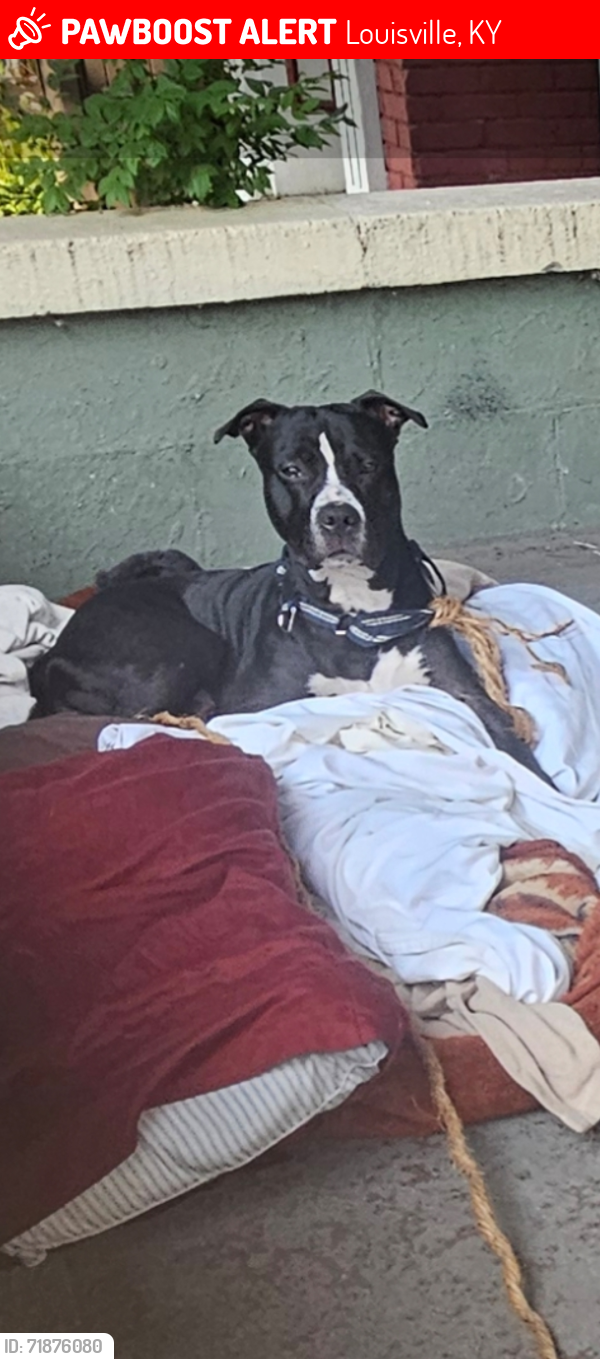 Lost Male Dog last seen Oak and Floyd or Floyd and Ormsby, Louisville, KY 40203