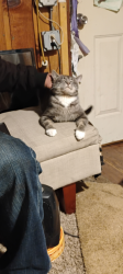 Lost Male Cat last seen 33rd & Columbia Blvd, Portland, OR 97211