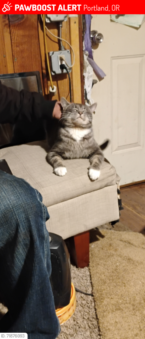 Lost Male Cat last seen 33rd & Columbia Blvd, Portland, OR 97211