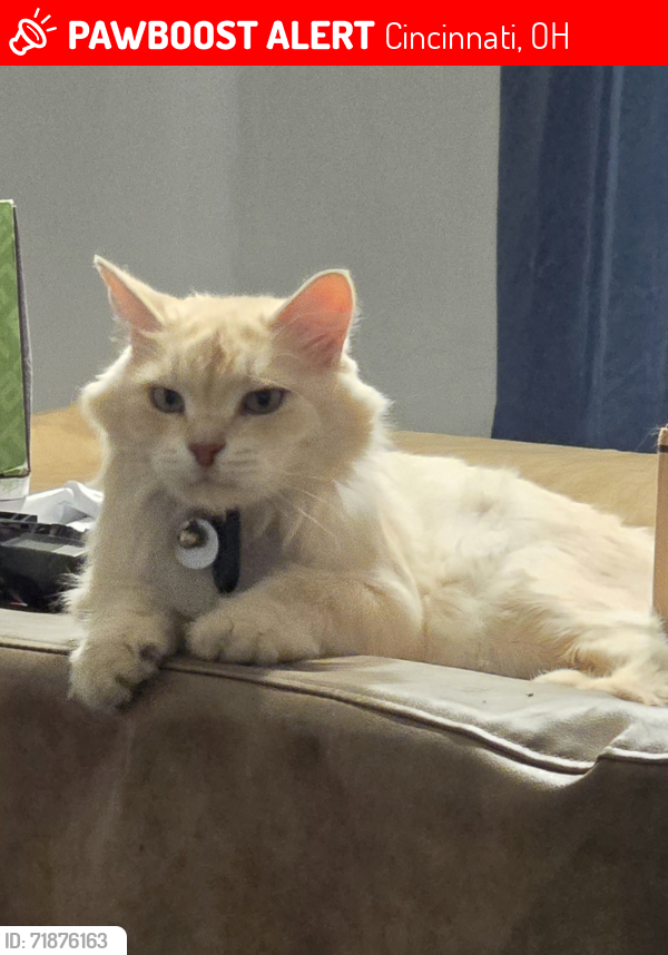 Lost Male Cat last seen Near Burton Ave, Cincinnati, OH 45229