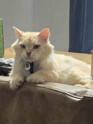Lost Male Cat last seen Near Burton Ave, Cincinnati, OH 45229