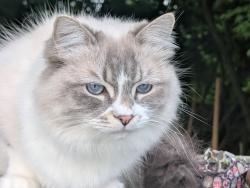 Lost Male Cat last seen Morgan Creek Hwy 15 24Ave, Surrey, BC 