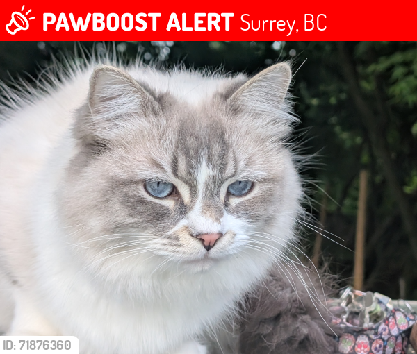 Lost Male Cat last seen Morgan Creek Hwy 15 24Ave, Surrey, BC 