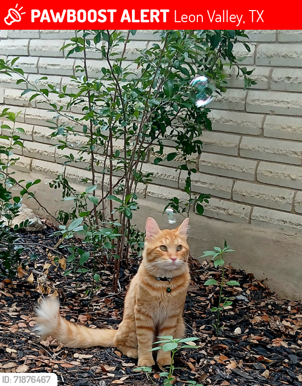 Lost Male Cat last seen Bandera and Rue Francois, Leon Valley, TX 78238