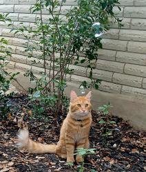 Lost Male Cat last seen Bandera and Rue Francois, Leon Valley, TX 78238
