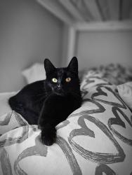 Lost Female Cat last seen 36th St & 21 Ave SE, Calgary, AB, Calgary, AB T2B 0B2