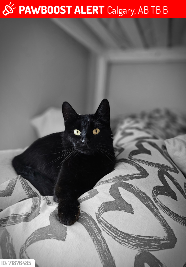 Lost Female Cat last seen 36th St & 21 Ave SE, Calgary, AB, Calgary, AB T2B 0B2