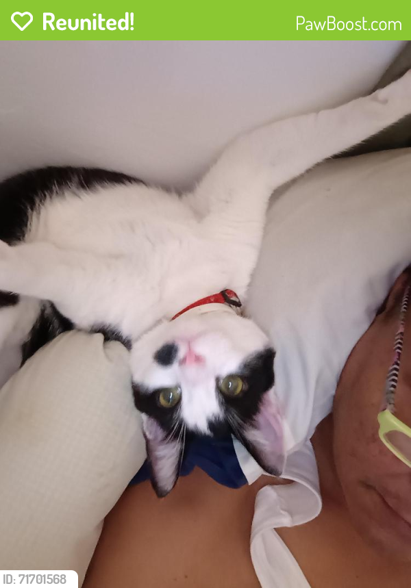 Reunited Male Cat last seen Harding and Newport pike, Wilmington, DE 19804
