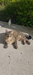 Lost Male Cat last seen our backyard faces 54 or 20th Ave n we are between 72nd and 73rd St, Centerville, MN 55038