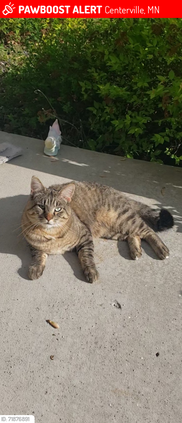 Lost Male Cat last seen our backyard faces 54 or 20th Ave n we are between 72nd and 73rd St, Centerville, MN 55038