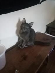 Lost Female Cat last seen West Main Street/ Millikin Homestead, Decatur, IL 62522