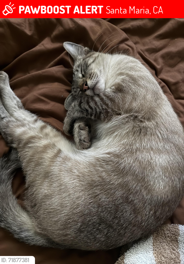 Lost Male Cat last seen Main Street , Santa Maria, CA 93454