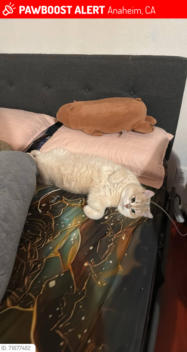 Lost Male Cat last seen Near S Rustic Ln, Anaheim, CA 92804