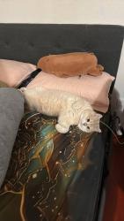 Lost Male Cat last seen Near S Rustic Ln, Anaheim, CA 92804