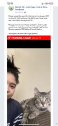 Lost Male Cat last seen Outer Drive and Curtis between Schaeffer and Hubble, Detroit, MI 48235