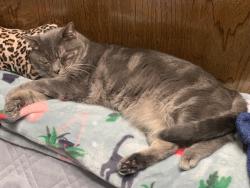 Lost Male Cat last seen 81st and Memorial , Tulsa, OK 74133