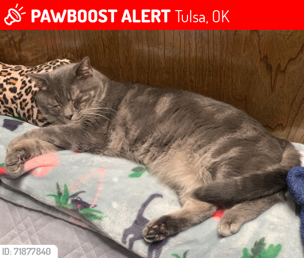 Lost Male Cat last seen 81st and Memorial , Tulsa, OK 74133
