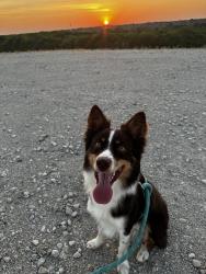Reunited Male Dog last seen S. carrier and polo , Grand Prairie, TX 75052