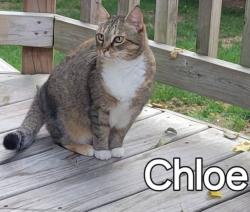 Lost Female Cat last seen Hillbrook Subdivision, Spartanburg, SC 29307