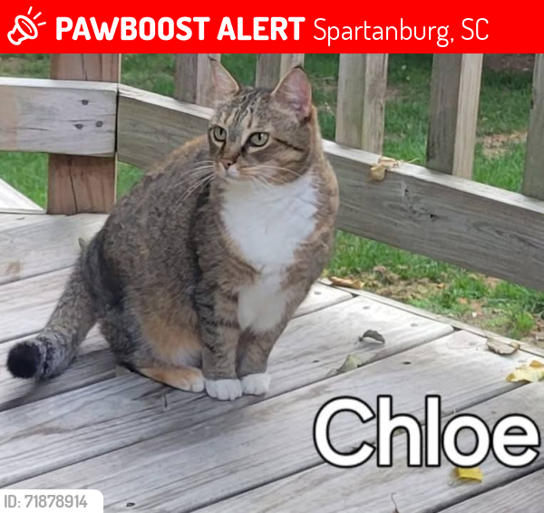 Lost Female Cat last seen Hillbrook Subdivision, Spartanburg, SC 29307