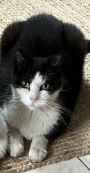 Lost Male Cat last seen Barton and Sanford , Hamilton, ON L8L