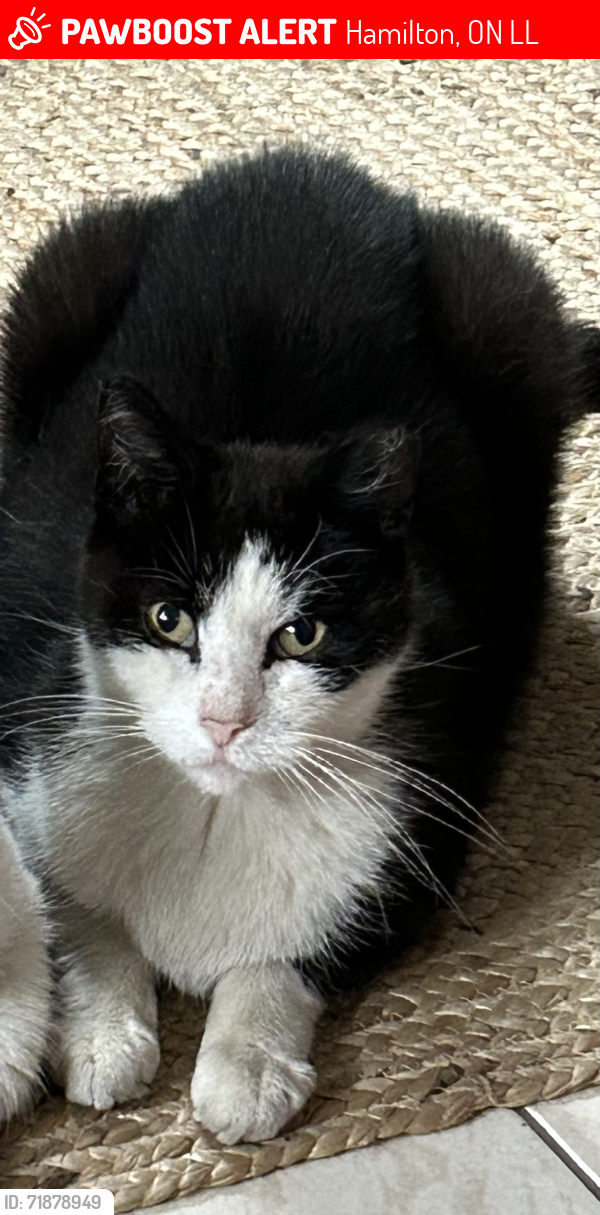 Lost Male Cat last seen Barton and Sanford , Hamilton, ON L8L