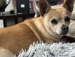 Lost Female Dog last seen Hwy 87 and S Crook Rd near Wall, TX, San Angelo, TX 76904