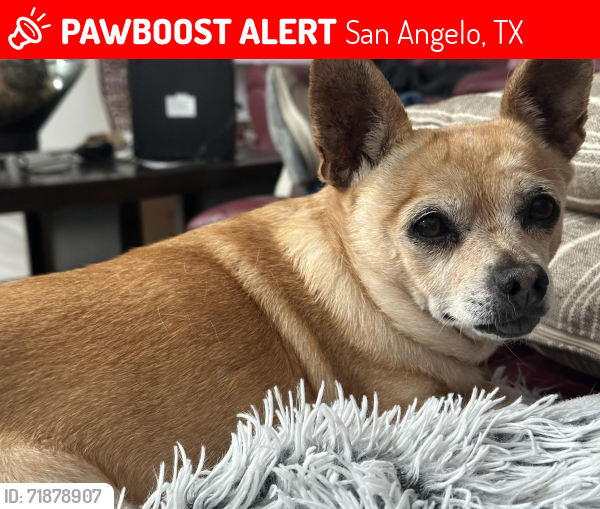 Lost Female Dog last seen Hwy 87 and S Crook Rd near Wall, TX, San Angelo, TX 76904