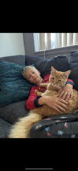 Lost Male Cat last seen Dogwood str, Coquitlam, BC V3J 2W5