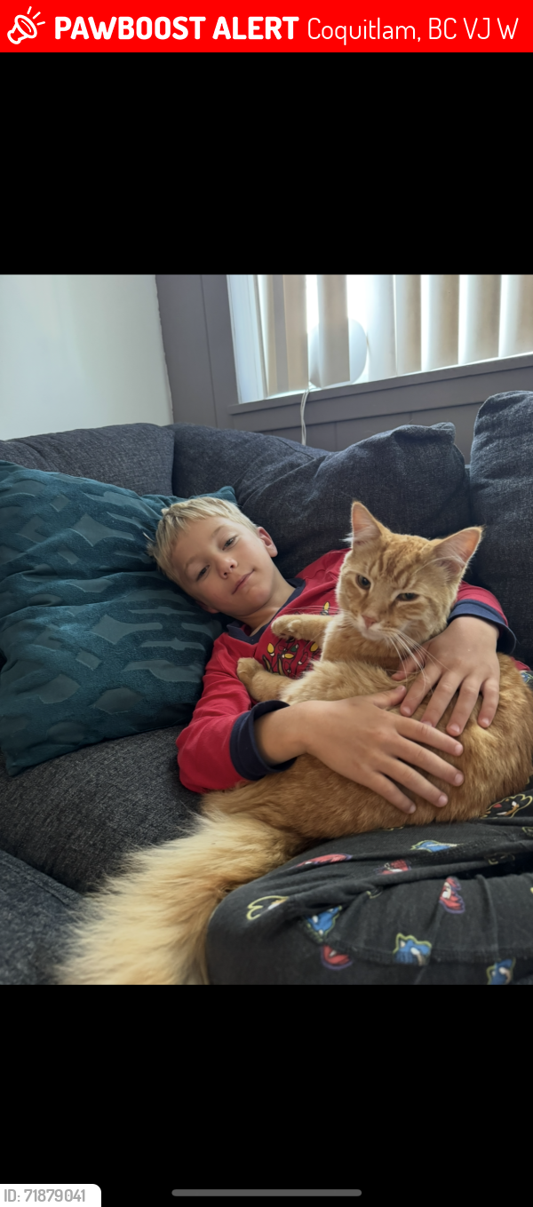 Lost Male Cat last seen Dogwood str, Coquitlam, BC V3J 2W5