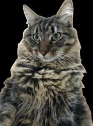 Lost Male Cat last seen El Cerrito Plaza, El Cerrito, CA 94530
