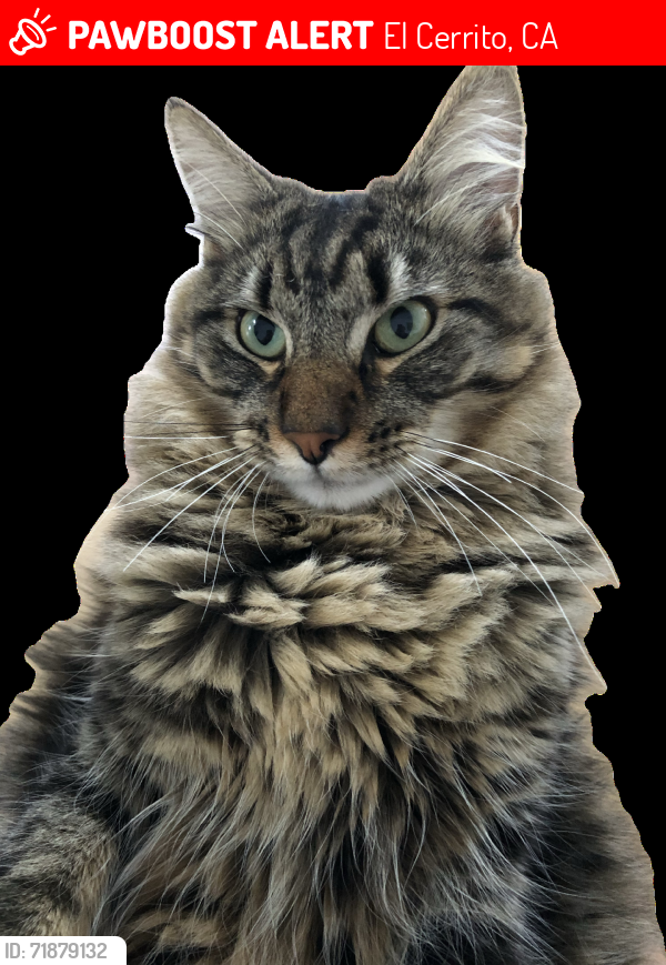 Lost Male Cat last seen El Cerrito Plaza, El Cerrito, CA 94530