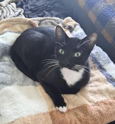 Lost Male Cat last seen 54th Ave S and 22nd St , St. Petersburg, FL 33712